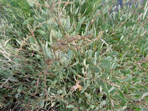 Piante di Laguna